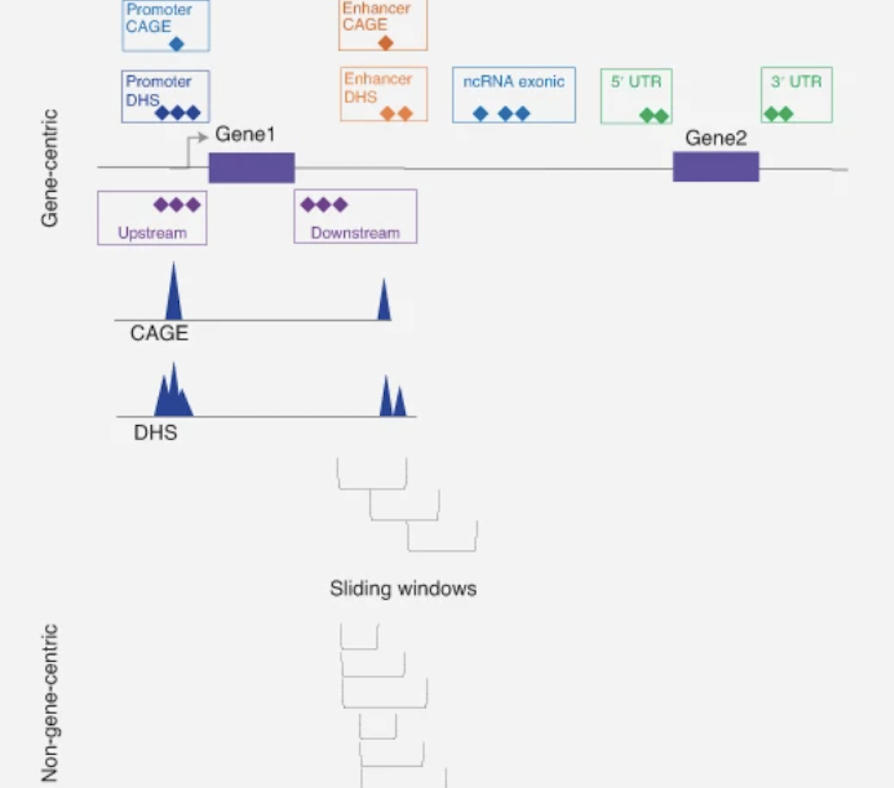 AI-enabled genomics and digital pathology